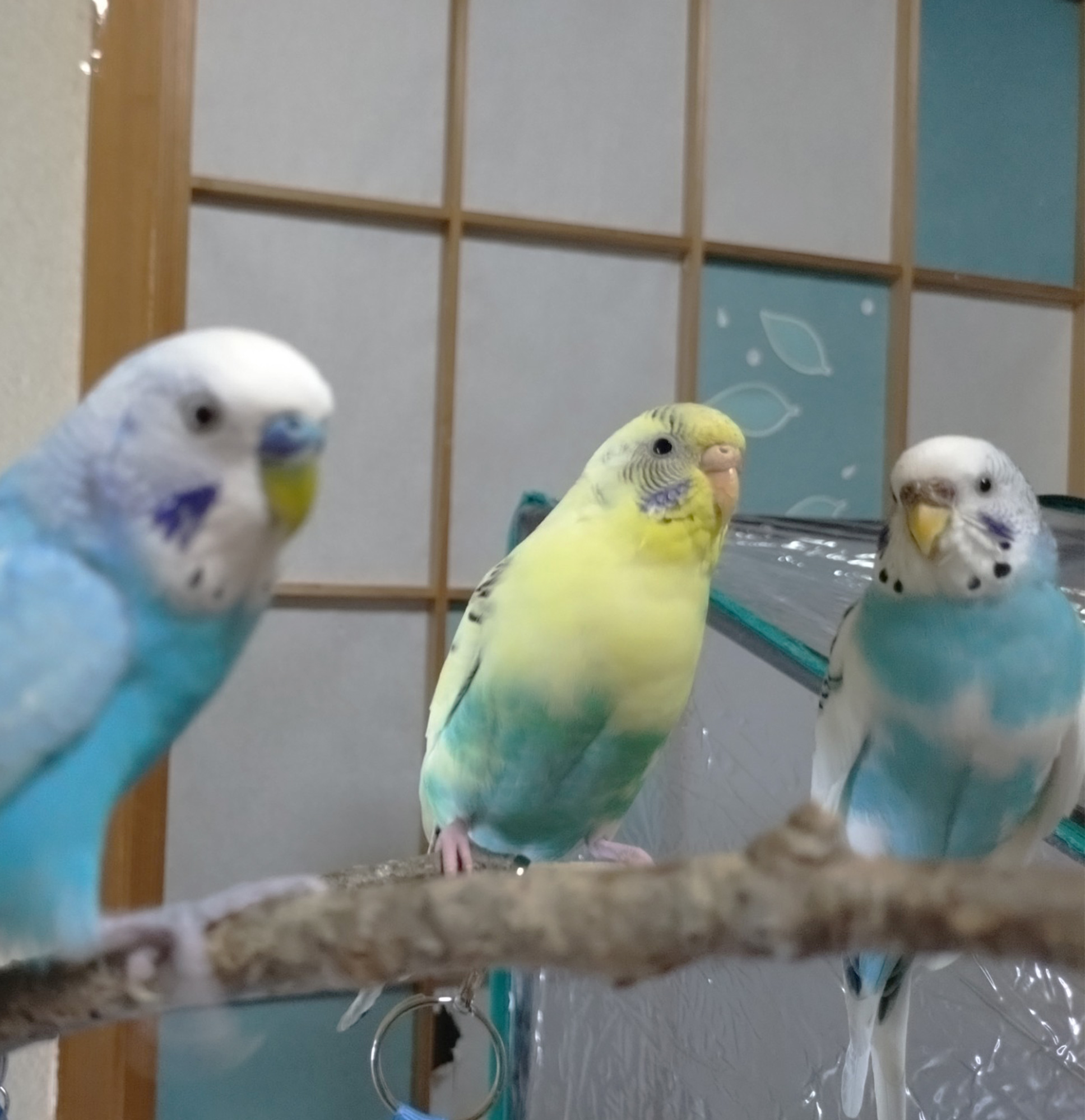 セキセイインコ