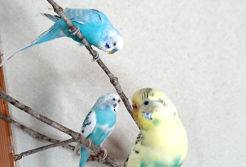 セキセイインコ