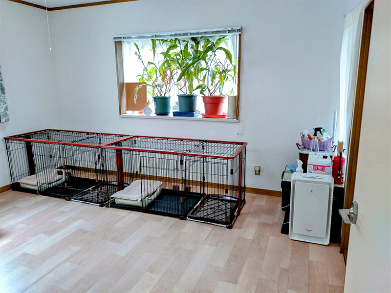 犬部屋
